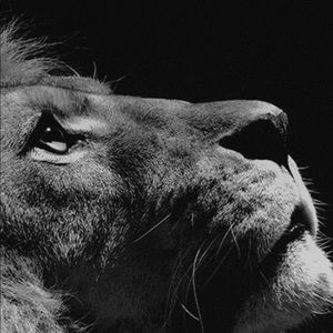 Meet your Posher, Levi